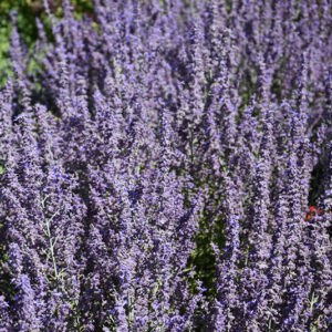 Sage Advice Russian Sage flowers