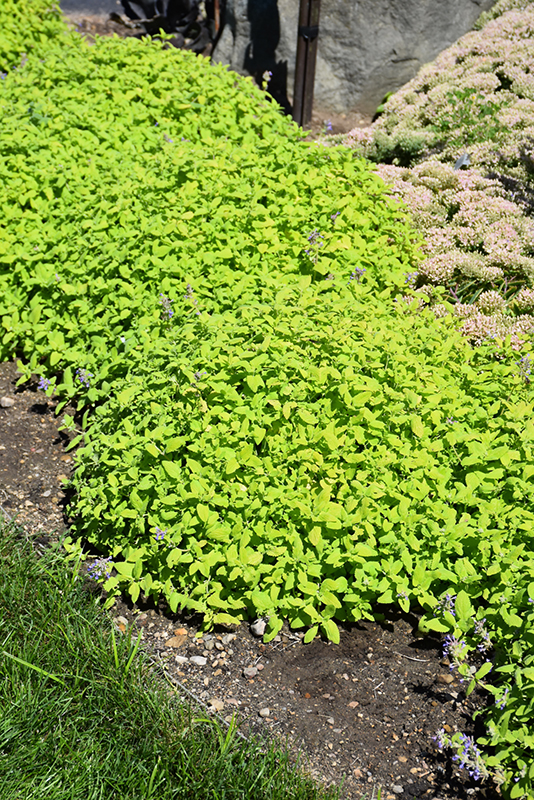 Chartreuse On The Loose Catmint