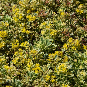 Rock 'N Low&trade; Boogie Woogie Stonecrop flowers