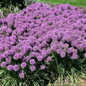 Serendipity Ornamental Onion in bloom