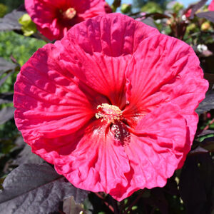 Summerific&reg; Evening Rose Hibiscus flowers