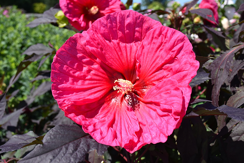 Summerific® Evening Rose Hibiscus flowers