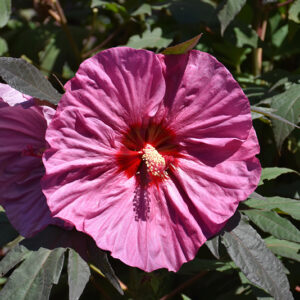 Summerific&reg; Berry Awesome Hibiscus flowers