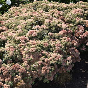 Rock 'N Grow&reg; Coraljade Stonecrop in bloom