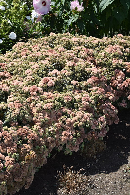 Rock 'N Grow® Coraljade Stonecrop in bloom