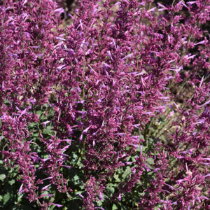 Meant to Bee&trade; Royal Raspberry Hyssop flowers