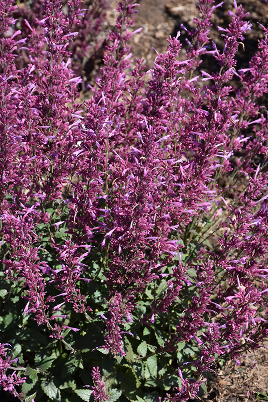 Meant to Bee™ Royal Raspberry Hyssop flowers