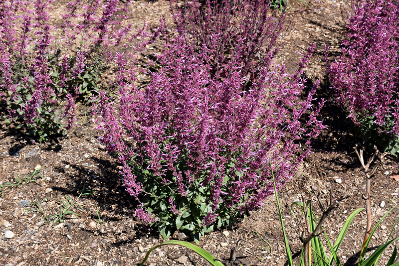 Meant to Bee™ Royal Raspberry Hyssop in bloom