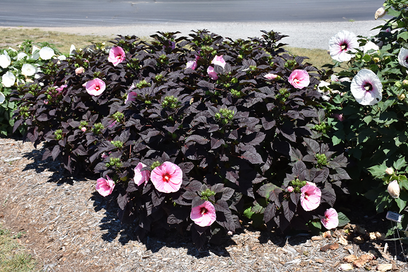 Summerific® Edge of Night Hibiscus in bloom