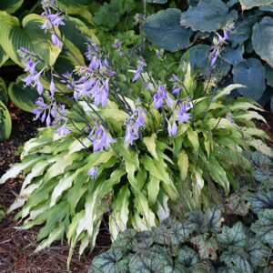 Curly Fries Hosta in bloom