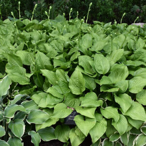 Royal Standard Hosta