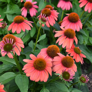 Sombrero&reg; Tango Tangerine Coneflower flowers