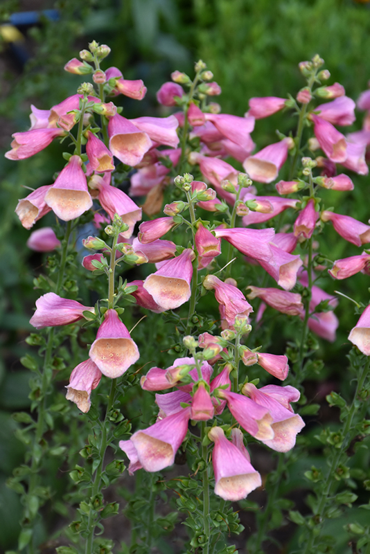 Arctic Fox Rose Foxglove flowers