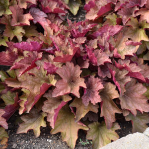 Carnival Watermelon Coral Bells