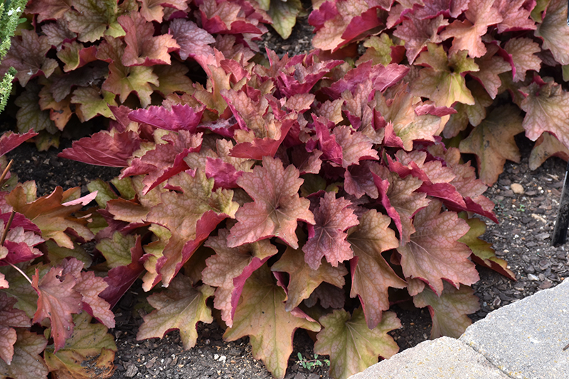 Carnival Watermelon Coral Bells
