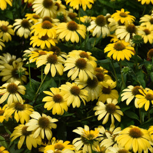 Sombrero® Summer Solstice Coneflower flowers