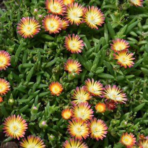 Jewel Of Desert Sunstone Ice Plant flowers