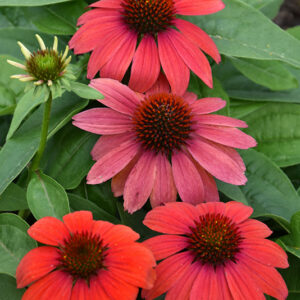Artisan&trade; Red Ombre Coneflower flowers