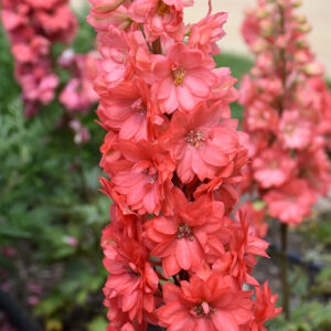 Red Lark Larkspur flowers