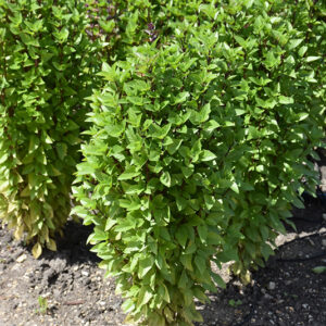 Everleaf Thai Towers Basil