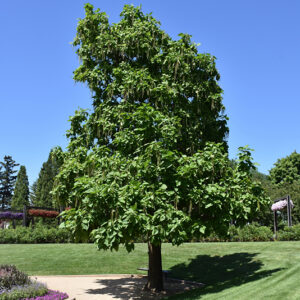 Northern Catalpa