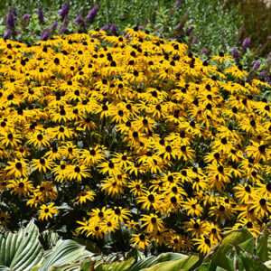 Goldblitz Coneflower in bloom