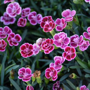 Pink Kisses® Carnation flowers