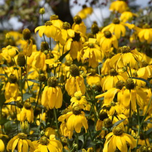 Cutleaf Coneflower flowers