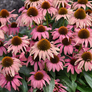 Playful Meadow Mama Coneflower flowers