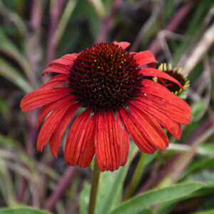 Butterfly&trade; Postman Coneflower flowers