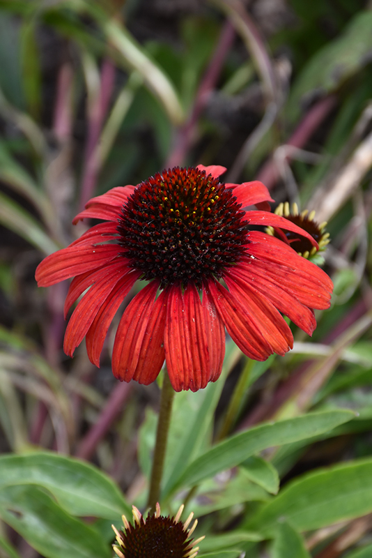 Butterfly™ Postman Coneflower flowers
