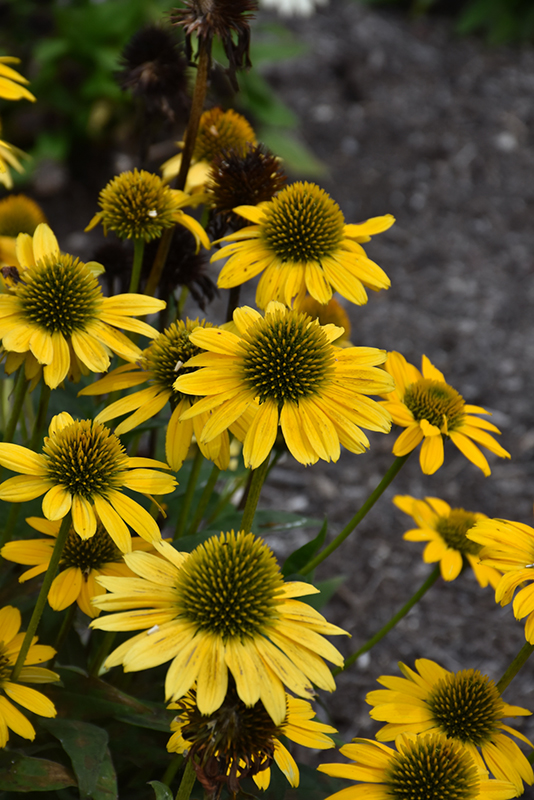 Kismet® Yellow Coneflower flowers