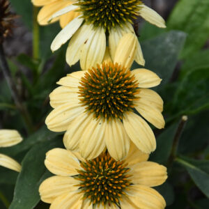 Tweety Coneflower flowers