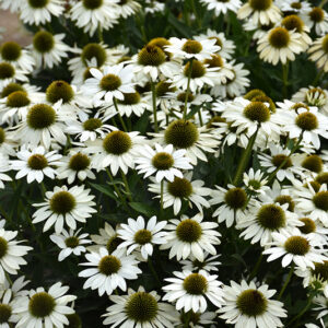 Kismet&reg; White Coneflower flowers