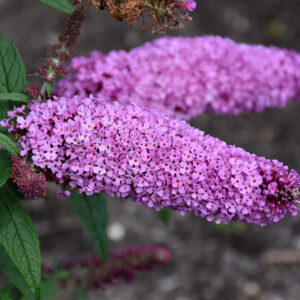Pugster® Pinker Butterfly Bush flowers