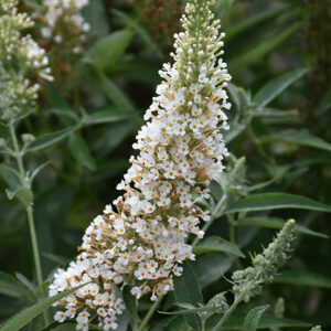 Buzz&trade; Ivory Butterfly Bush flowers