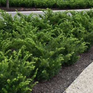 Densiformis Yew