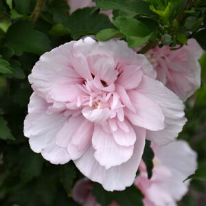 Pink Chiffon&reg; Rose of Sharon flowers