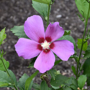Purple Satin® Rose of Sharon flowers