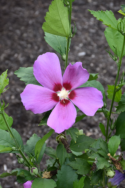 Purple Satin® Rose of Sharon flowers