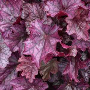 Northern Exposure&trade; Purple Coral Bells foliage