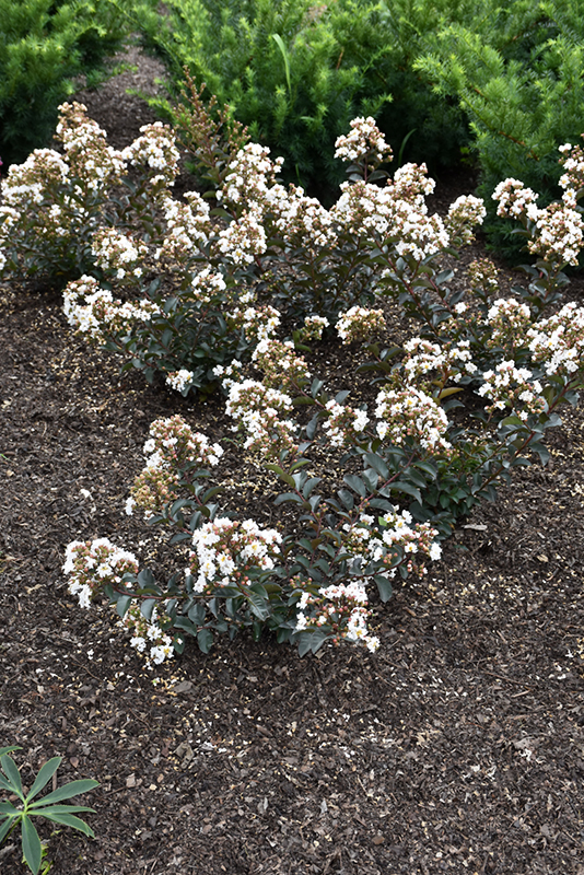 Barista® Like a Latte Crapemyrtle in bloom