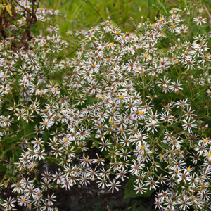 White Wood Aster flowers