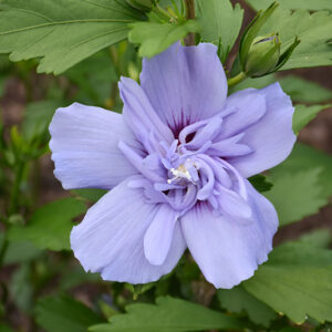 Blue Chiffon&reg; Rose of Sharon flowers