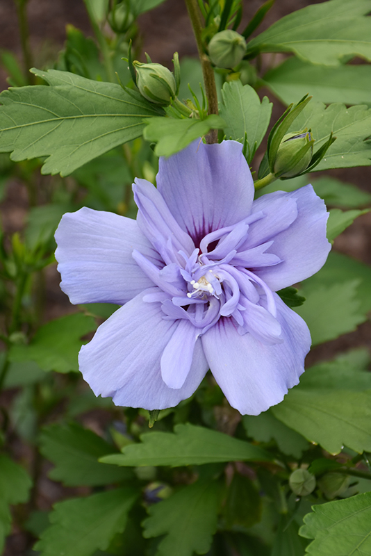 Blue Chiffon® Rose of Sharon flowers