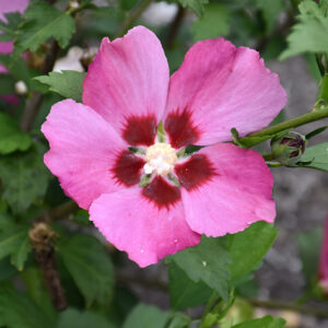 Pink Giant Rose of Sharon flowers