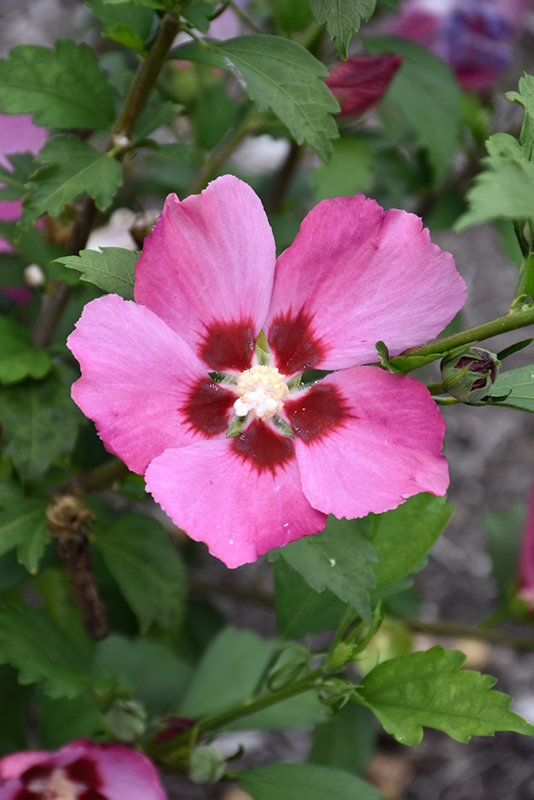 Pink Giant Rose of Sharon flowers