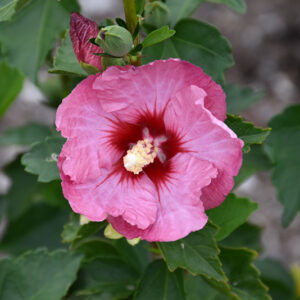 Ruffled Satin&reg; Rose of Sharon flowers