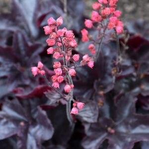 Black Forest Cake Coral Bells flowers