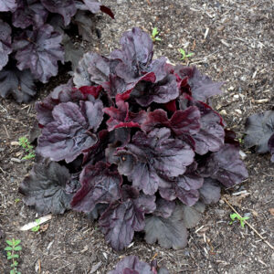 Northern Exposure&trade; Black Coral Bells
